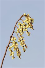 Japanese pearl tail or early pearl tail (Stachyurus praecox), flowers, native to Asia, ornamental