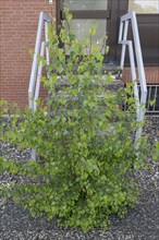 Wild birch tree in front of an entrance staircase, Bavaria, Germany, Europe