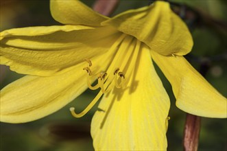 Flower impression, yellow daylily (Hemerocallis lilioasphodelus)