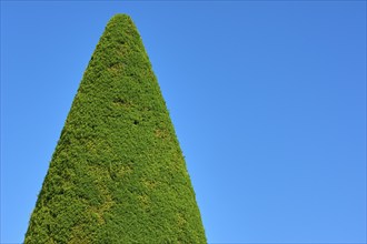 A tall, conical yew (Taxus), in front of a clear blue sky, summer, Germany, Europe