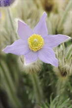 Pasque flower (Pulsatilla vulgaris), flower, North Rhine-Westphalia, Germany, Europe