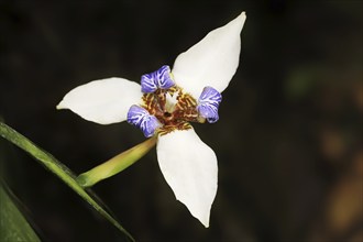 Apostle iris or wandering iris (Neomarica gracilis), flower, native to South America