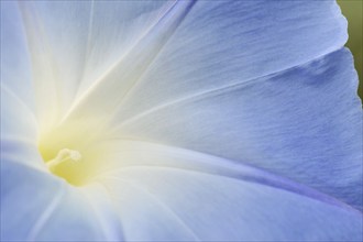 Three-colored morning glory (Ipomoea tricolor), detail of the flower, native to Mexico, ornamental