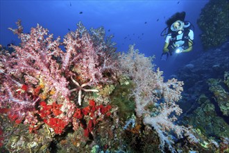 Female diver looking at colourful soft corals (Dendronephthya) in colourful coral reef, Pacific,