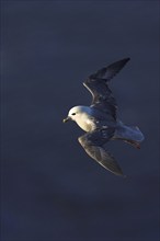 Fulmar, (Fulmarus glacialis), Heligoland, island of Heligoland, Schleswig-Holstein, Federal