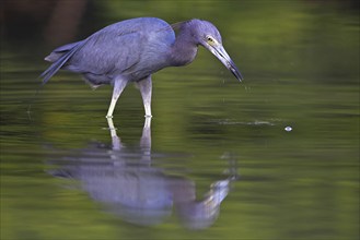 Great Blue Heron, (Egretta caerulea), Little Estero Lagoon, Everglades NP, Florida, USA, North