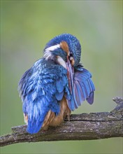 Kingfisher (Alcedo atthis) female on branch, hunting, grooming, feather care, preening, looking for