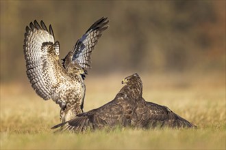 Common buzzard (Buteo buteo) territorial dispute, brown morph, autumn, Elbe meadows, Elbe