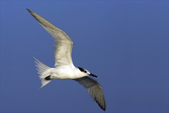 Sandwich tern (Sterna sandvicensis), Bowman's Beach, Sanibel Island, Florida, USA, North America