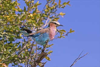 Africa, Botswana, Fork-tailed Roller, Coracias caudatus, Botswana, Africa