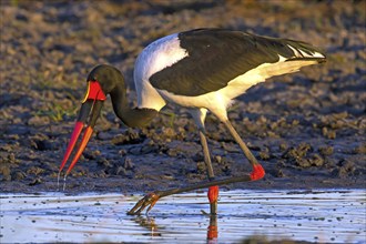 Africa, Botswana, saddle-billed stork, stork, Ephippiorhynchus senegalensis, Botswana, Botswana,