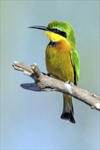 Africa, Spain, Dwarf Bee-eater, Merops pusillus, Spain, Spain, Europe