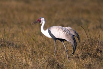 Africa, Botswana, Wattled Crane, Grus carunculatus, Botywana, Africa