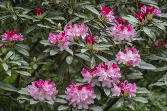 Rhododendron flower (Rhododendron Pink cherub), Emsland, Lower Saxony, Germany, Europe