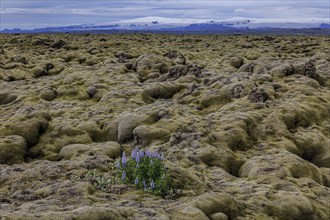 Lupines, lava field, glacier behind, cloudy, Eldhraun, Myrdalsjökull behind, Iceland, Europe