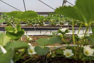 Strawberry cultivation in a greenhouse, young strawberry plants grow up, are individually watered