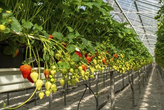 Strawberry cultivation in a greenhouse, young strawberry plants are growing, at different stages of