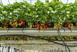 Strawberry cultivation in a greenhouse, strawberry plants with berries at different stages of