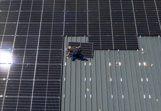 Installation of solar modules on the roof of a barn on a farm, over 210 photovoltaic modules are