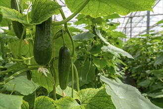 Cultivation of mini cucumbers, snack cucumbers, in a greenhouse, near Straelen, North