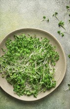 Fresh micro-greenery, on a plate, top view, no people