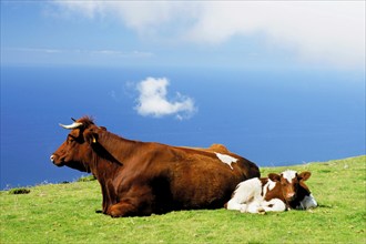 Madeira, Portugal, Cattle, Cattle, Madeira, Portugal, Europe