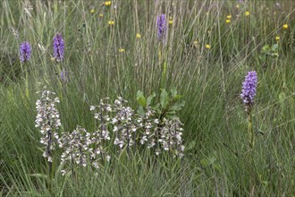 Marsh helleborine (Epipactis palustris) and Southern marsh orchid (Dactylorhiza praetermissa),