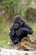 Western gorilla (Gorilla gorilla), Africa, young animal, imposing behaviour, grimace