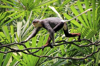 Red-shanked monkey (Pygathrix nemaeus), adult, on tree, climbing, with food