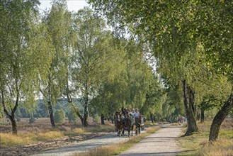 Heather blossom, horse-drawn carriage, trees, carriage ride near Wilsede, Bispingen, Lüneburg