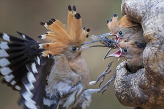 Hoopoe (Upupa epops) Bird of the Year 2022, male with large insect as food for the young birds,