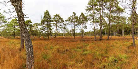 Broom common heather (Calluna Vulgaris) cross-leaved heath (Erica tetralix) and pines (Pinus),