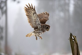 Tawny owl (Strix aluco), adult in winter, landing on a wait, flying, Zdarske Vrchy,