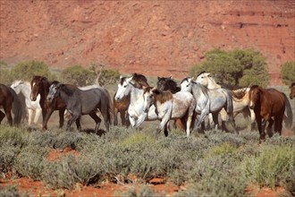 Mustang, (Equus caballus), horses, group, herd, Monument Valley, Utah, USA, North America