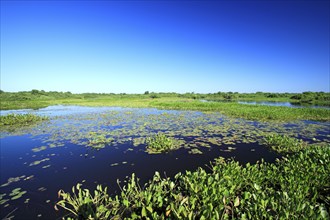 Pantanal, Landscape, Water Pantanal, Brazil, South America