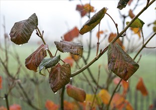 Nature, autumn, leaves, wilted leaves