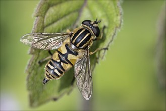 Dangling sunlover (Helophilus pendulus), Emsland, Lower Saxony, Germany, Europe