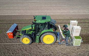 Agriculture, herb gardening, parsley is planted in rows in a field with a planting machine