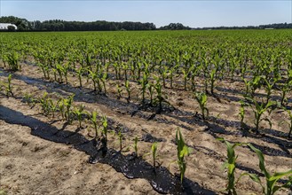 A maize field, with young plants, is fertilised with liquid manure, near Geldern, North