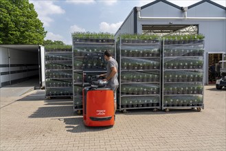 Horticultural company, lavender plants, in flower pots, outdoors, are packed for transport to the