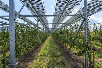 Agri-photovoltaic test plant, an apple orchard with two different systems of PV modules was roofed