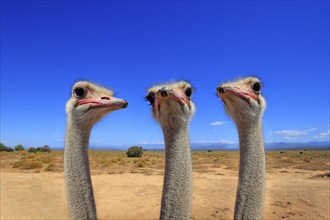 South african ostrich (Struthio camelus australis), adult, male, portrait, group, ostriches,