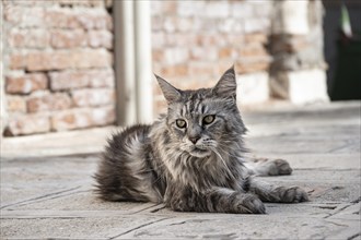 Cat with long fur lying on the ground, Venice, Veneto, Italy, Europe