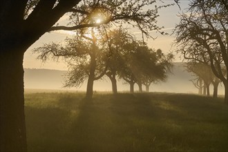 Trees in a meadow at sunrise with sunbeams and morning mist, peaceful and natural atmosphere,