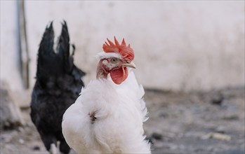 Portrait of a piroco rooster, close up of an Indian rooster, portrait of a piroco rooster with a