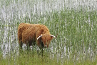 Brown Highland cow in the reeds at the edge of a loch, Mull, Inner Hebrides, Scotland, Great