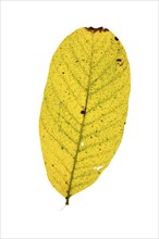 Autumn-coloured leaf of a walnut (Juglans regia), tree, free-standing, Vechta, Lower Saxony,