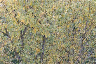 Deciduous tree, willow (Salix), branches with autumn leaves, Moselle, Rhineland-Palatinate,