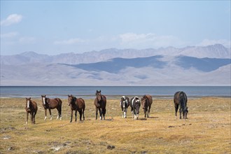 Horses in the highlands, Song Kul mountain lake, Naryn region, Kyrgyzstan, Asia