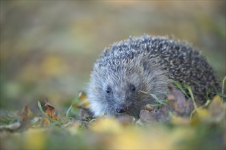 European hedgehog (Erinaceus europaeus) adult animal walking amongst fallen autumn leaves on a